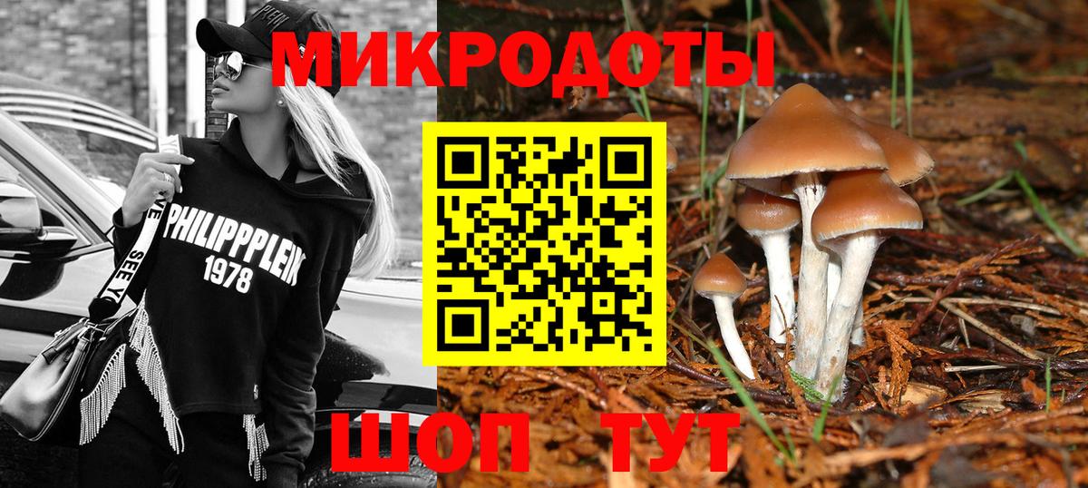 Галлюциногенные грибы Psilocybe Сальск